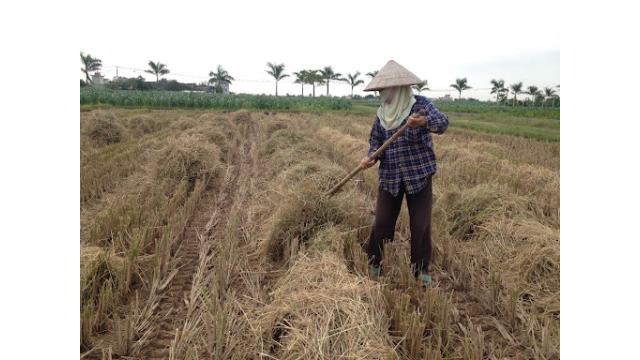 Tại sao rơm rạ gây ngộ độc hữu cơ cho cây lúa?