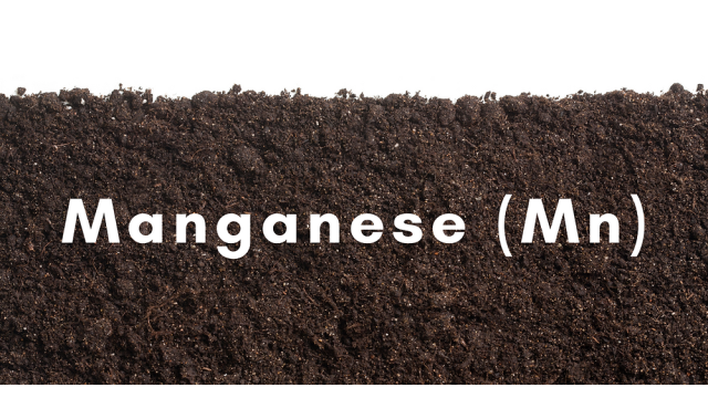 TẦM QUAN TRỌNG CỦA MANGAN  TRONG DINH DƯỠNG CÂY TRỒNG
