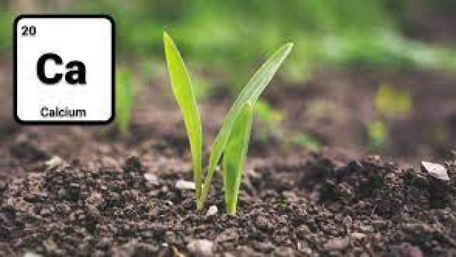 Vai trò của Calcium (Ca) đối với cây trồng