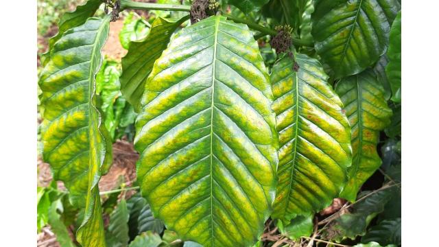 Vai trò của Mg trong dinh dưỡng cây trồng