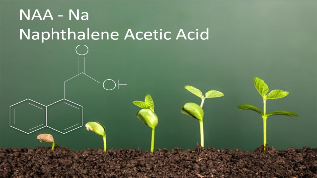 Vai trò của Naphthalene Acetic Acid (NAA) trên cây trồng