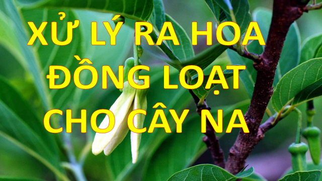 Xử lý ra hoa đồng loạt cho cây Na-Video 