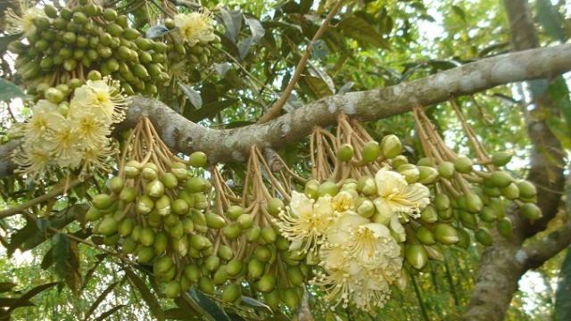 Xử lý ra hoa nghịch vụ cho sầu riêng