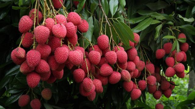 Xử lý ra hoa và chăm sóc cây vải giai đoạn kinh doanh